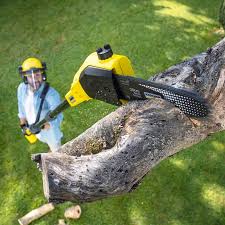 Best Arborist Consultation Services  in Dundee, FL