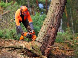Best Tree Health Inspection  in Dundee, FL