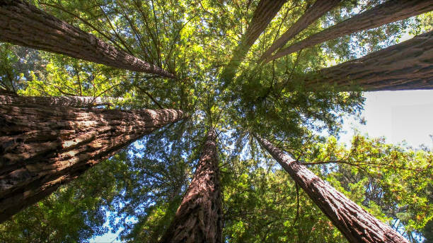Best Hazardous Tree Removal  in Dundee, FL