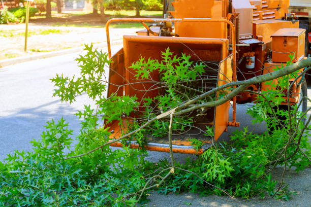 Best Pest Control for Lawns  in Dundee, FL