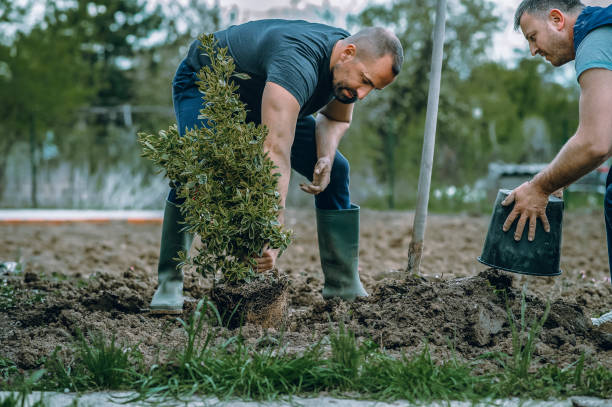 How Our Tree Care Process Works  in  Dundee, FL