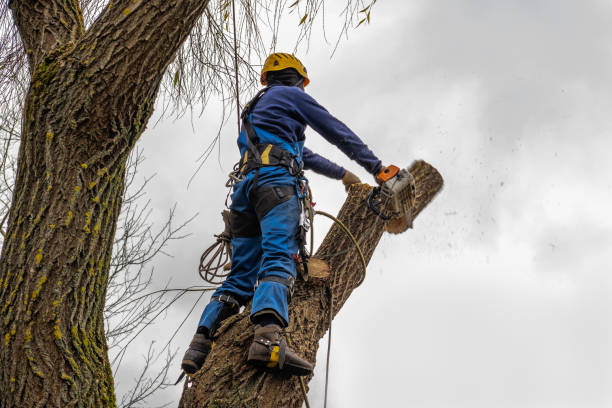 Best Utility Line Clearance  in Dundee, FL