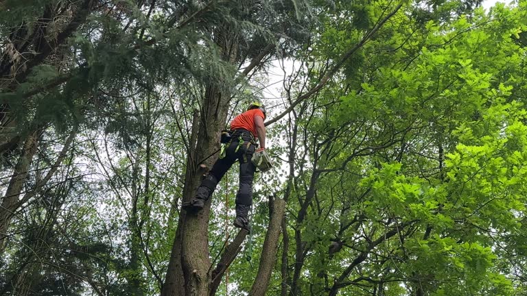 Best Lot and Land Clearing  in Dundee, FL