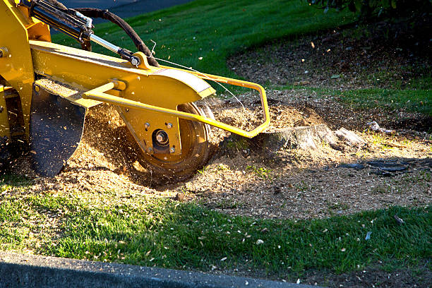 Best Weed Control  in Dundee, FL