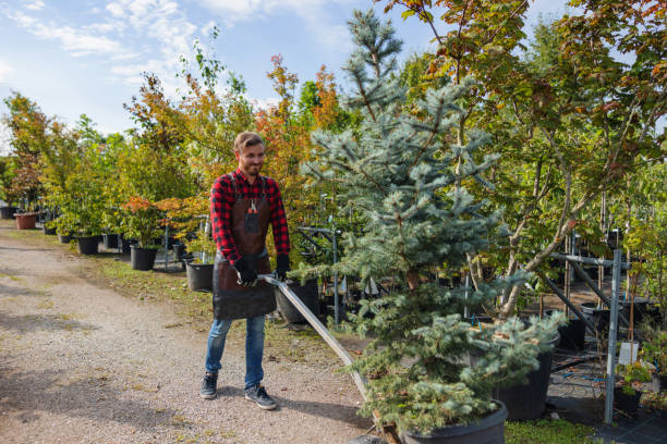 Best Tree Mulching  in Dundee, FL