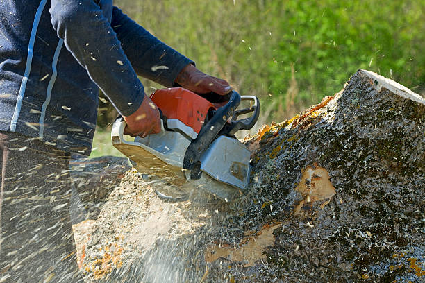 Best Emergency Tree Removal  in Dundee, FL